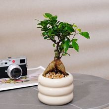 �lؔ�仢Ƥ�m��ͥ�����k���҃�����С�Gֲ���û����ļ����Bֲ��