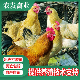 Сеяцы для курицы напрямую снабжены бесплатными прогулками, куриными зелеными ногами, саженцами курицы, красными перьями, большой короной землей, саженцами для курицы, зелеными ногами, сеянцами курицы
