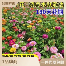 百日草花种子混色百日菊四季易种植庭院阳台景观花海种籽开花不断