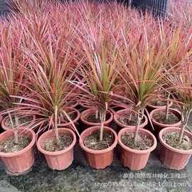 千年木室内大型真绿植马尾铁七彩铁落地植物客厅办公室龙血树盆栽