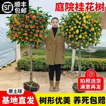 �𻨘������ļ����ϱ����Nֲ����ͥԺ���Խ�𵤹���㻨��ֲ��