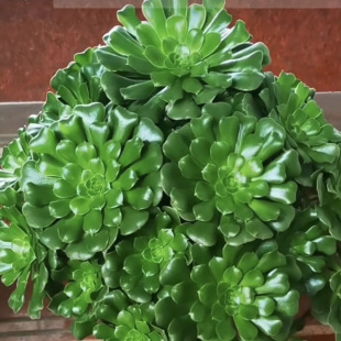 9�K9�Gõ�巨���Ϙ��G��q��������ֲ����w���^����