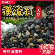 天然鹅卵石原生溪流石白石子鱼缸铺底砂水箱装饰过滤造景小石头子