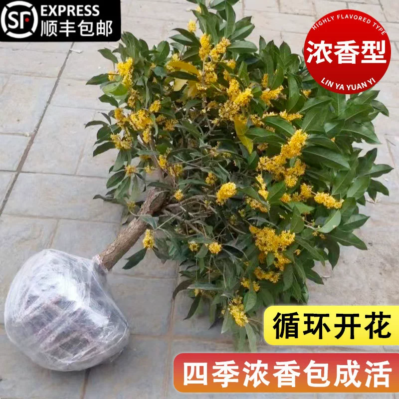 Саженцы османтуса, родные горшечные большие деревья, внутренний и открытый двор круглый год, золотой османтус, августовский османтус, ароматные цветы и зеленые растения.