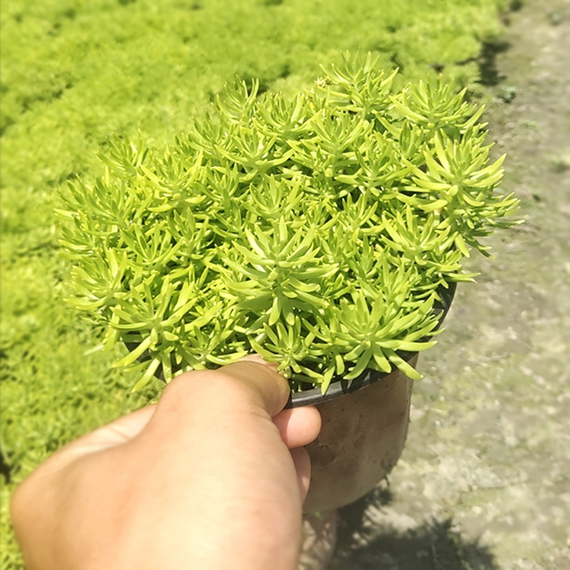 Golden Leaf Buddha Nail Grass Garden Greening Flower Border Plant Colorful Leaf Plant Buddha Nail Flower Potted Green Plant Seedlings