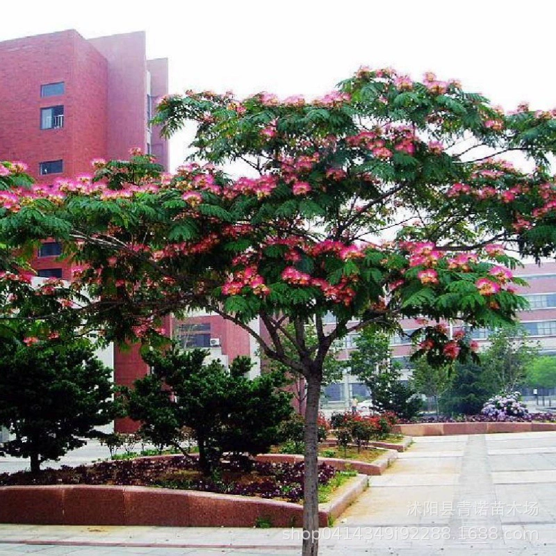 Продам озеленение инженерных саженцев, саженцев акации, бархатных саженцев, полные характеристики, скидка на большое количество