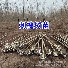 刺槐树苗红花刺槐国槐花树白花刺槐洋槐树老槐树植物树苗8cm槐树