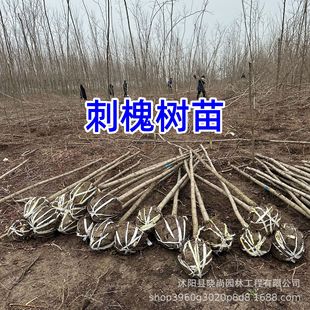 �̻�����t���̻���������׻��̻��󻱘��ϻ���ֲ�����8cm����
