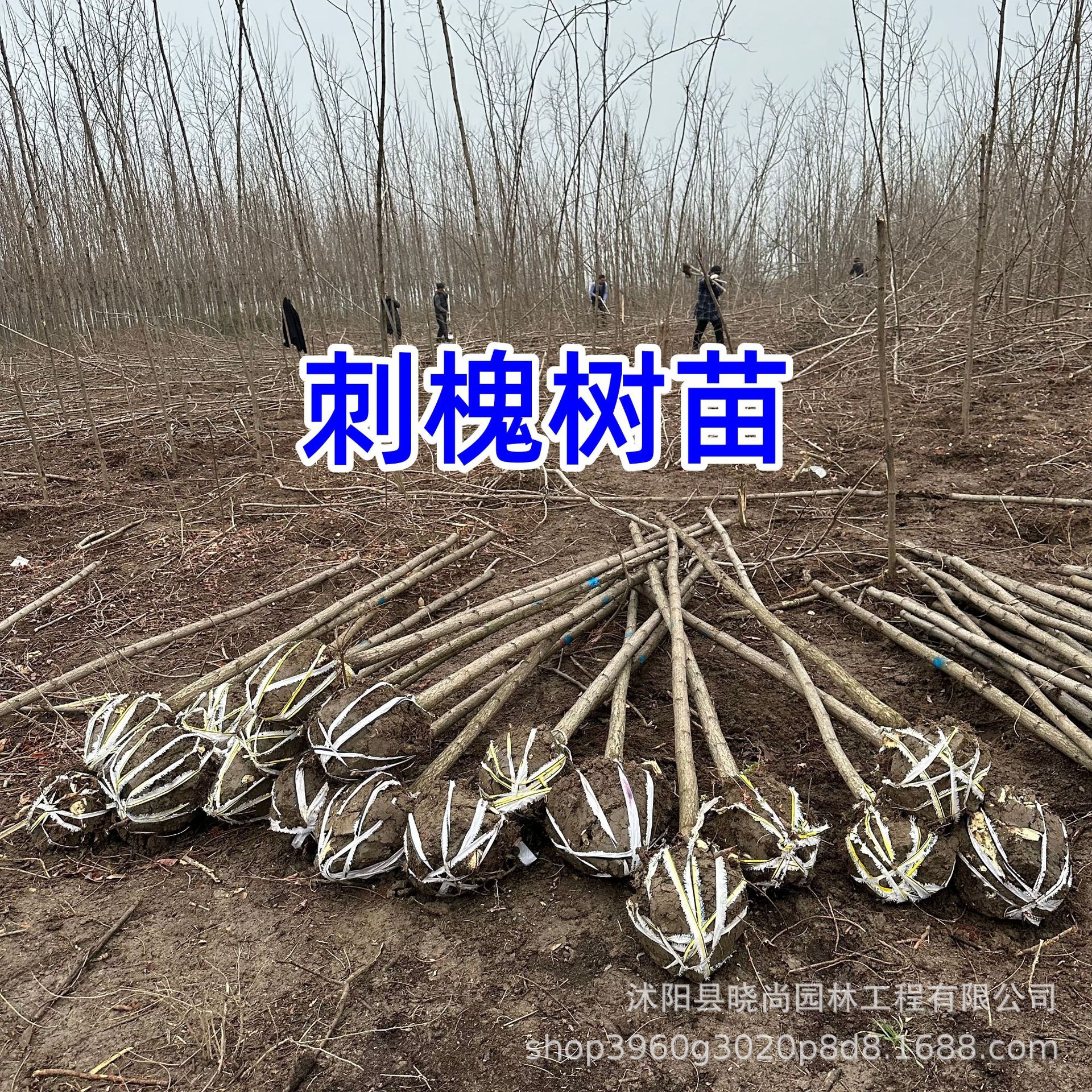 刺槐树苗红花刺槐国槐花树白花刺槐洋槐树老槐树植物树苗8cm槐树