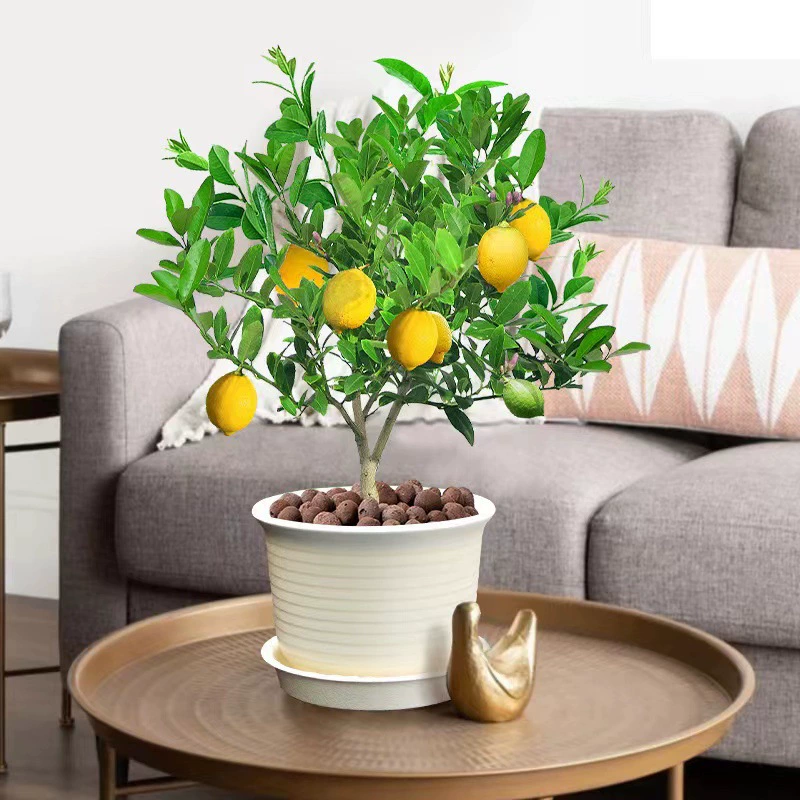 Духи Рассада лимонного дерева Фрукты в горшке Съедобные отпугивающие комаров Аромат Хорошее повышение Балкон Четыре сезона Цветы Крытый Зеленая посадка