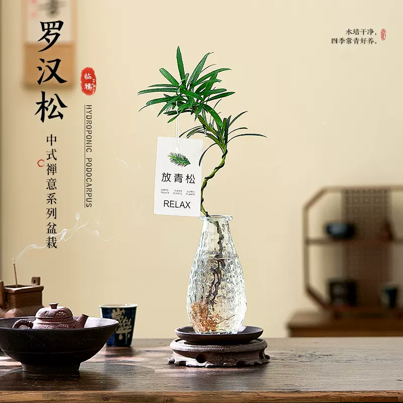 罗汉松小盆栽绿植水培植物室内盆栽四季常青懒人好养桌面绿植盆景