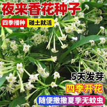 ҹNҊݷNòݻNļNB׻ĻܷNݴ