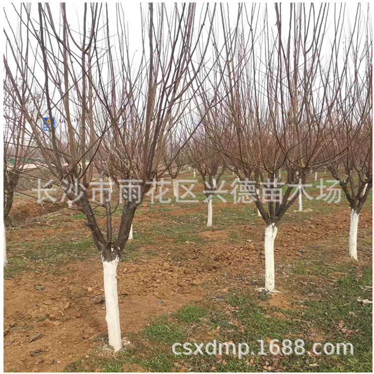 批发红叶李 丛生红叶李树苗 湖南园林工程紫叶李价格 量大