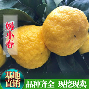 �޽Ӹ�����Ʒ�N��С����������Ә���������Ϸ����Ե��ԷNֲ����