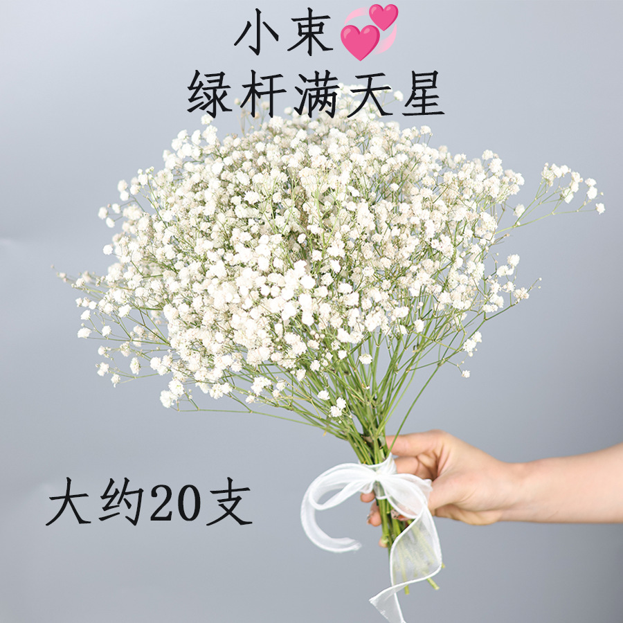 녹색 줄기와 흰색 아기 호흡 20개