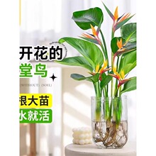 ˮ��ֲ�������B�Gֲ���Ի���ֲ���҃ȿ͏d�o��ˮ���������ļ����G