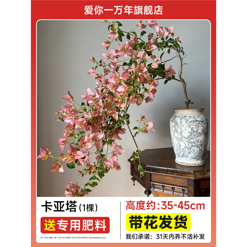 [최근 신제품] 부겐빌레아 : 카야타 모종 [꽃과 함께 배송] + 비료