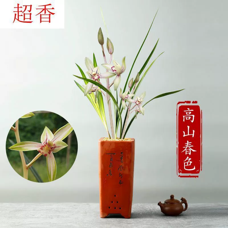 [Feiyu_Jianlan Alpine Spring Color] Средне-прозрачные художественные разноцветные цветы с летними бутонами на продажу, легко выращиваемые балконные цветы