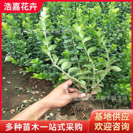 厂家供应卫矛绿篱价格     江苏卫矛批发基地     卫矛植物图片