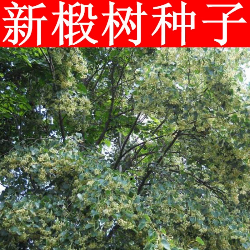 Семена Тилии амуренсис семена