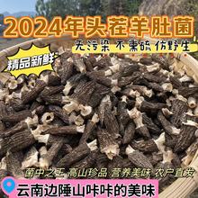 2024年云南头茬羊肚菌干货仿野生精品剪炳羊肚菇营养菌菇新鲜源头