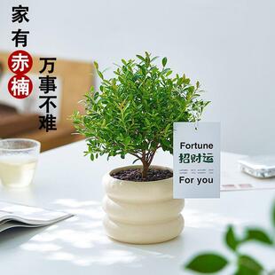 Small-Leaf Red Nan Bonsai Old Stump Golden Silk Nan Wood Potted Flowers and Green Plants Indoor Office Green Plants Easy to Maintain in All Seasons