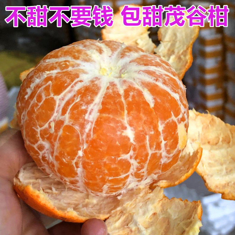 Guangxi Wuming murcott Season fruit Orange fresh Orange Juice Adequate Gonggan