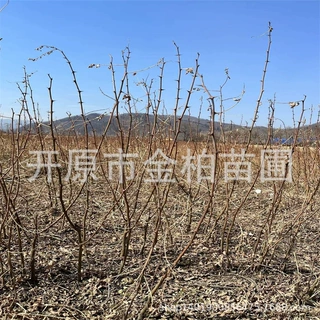 供应刺槐小苗批洋槐树苗 荒山造林东北刺槐容器树苗