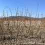 东北荒山造林容器树苗