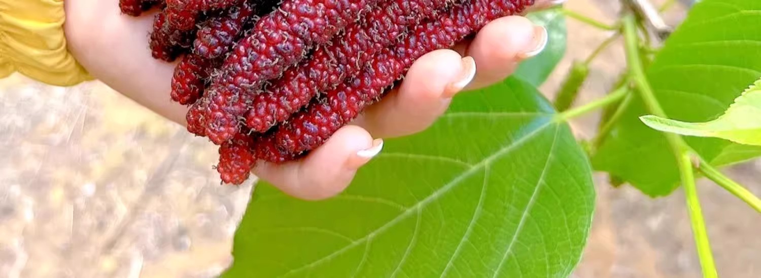 O1CN01D9DHzb1KQs67mlfjc_!!2219532571159-0-cib.jpg?sign=583921_Mzg0OTAxODQ5