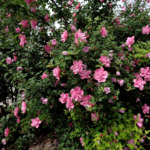 �ذ�ľ�Ȼ����Կ�ʳ�û���ľ�Ș���ͥԺ��ɣֲ������ͺ��G����ľ