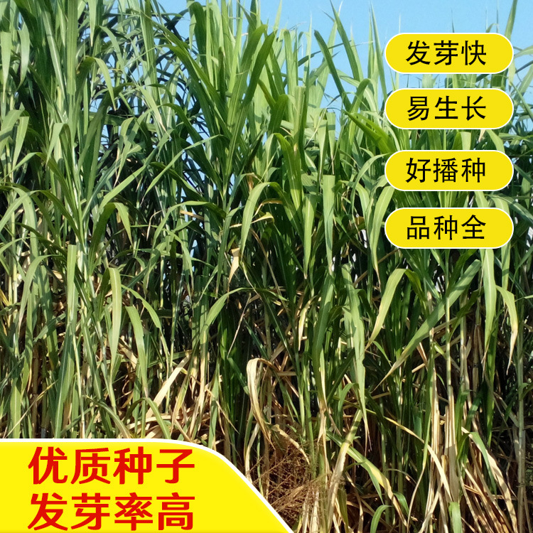牧草种子皇竹草南方北方多年生皇竹草四季牛羊牧草鱼草种子