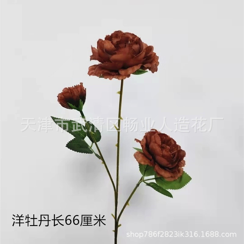 Peony étrangère