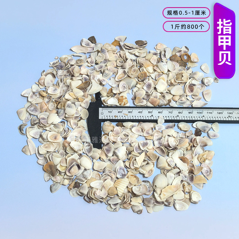 天然法螺貝 卸売供給源 魚水槽造園 工芸品 消耗品 1-10cm シェル|undefined
