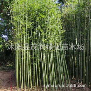 绿化植物竹苗 青竹 刚竹 庭院竹 金镶玉竹 紫竹 罗汉竹 斑竹苗-阿里巴巴