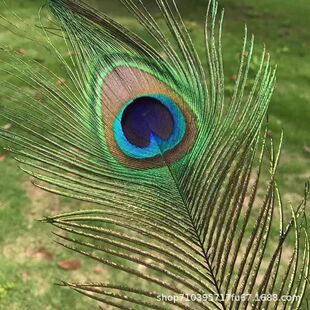 �F؛���l��ߴ��ȸ��ë���۾���ȸë�ֹ��Ʒ�廨��ëdiy���