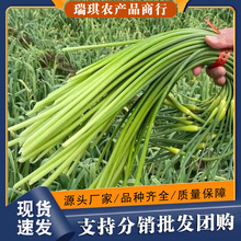 ����ժ��̦�߲˵����������ũ��Ӧ��5������޷��5�������߲�����