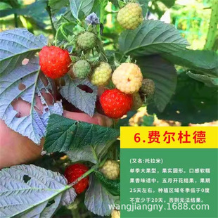 �M����ݮ�����Ә����ݮ���S�t��ݮС���ϱ����N�����ļ�����Y��