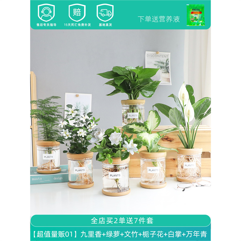Plantas hidropónicas en maceta de flores de oficina de flores pequeñas plantas verdes en todas las estaciones, fácil de cultivar plantas en maceta de agua suculenta.