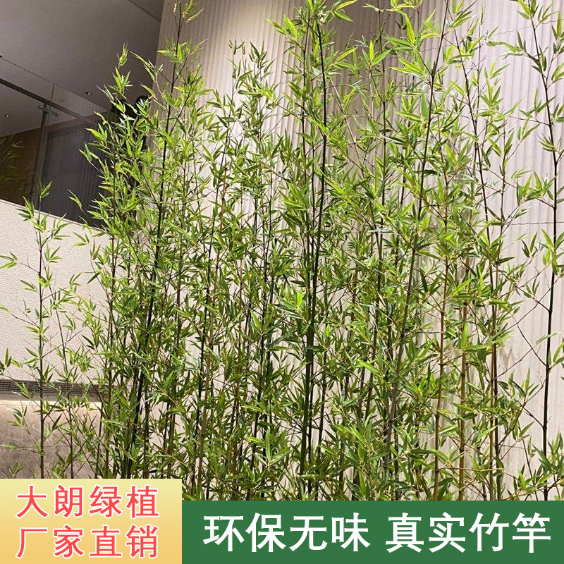 人造景觀室內假竹子屏風隔斷室外毛竹圍欄平頭竹仿真綠植仿真竹子