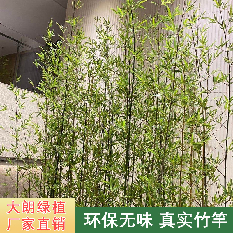 Artificial Landscape Indoor Fake Bamboo Screen Partition Outdoor Moso Bamboo Fence Flat Head Bamboo Simulated Green Plant Simulated Bamboo