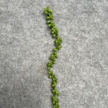 Amazon Artificial Green Plant Accessories, Aquatic Plants, Artificial Succulent Lover's Tears Vines, Wall Hanging Plants, Outdoor Decoration