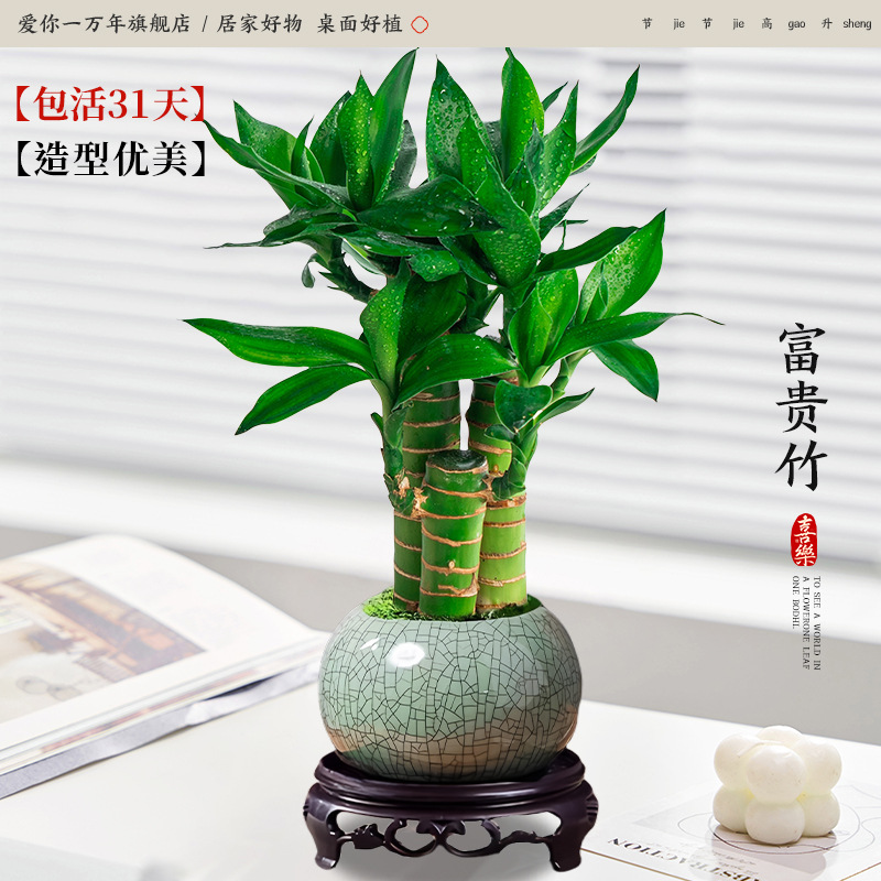 행운죽 3개 + 게야오 얼음깨진 도자기 대야 + 원형 베이스 (포장석 + 영양액 포함)