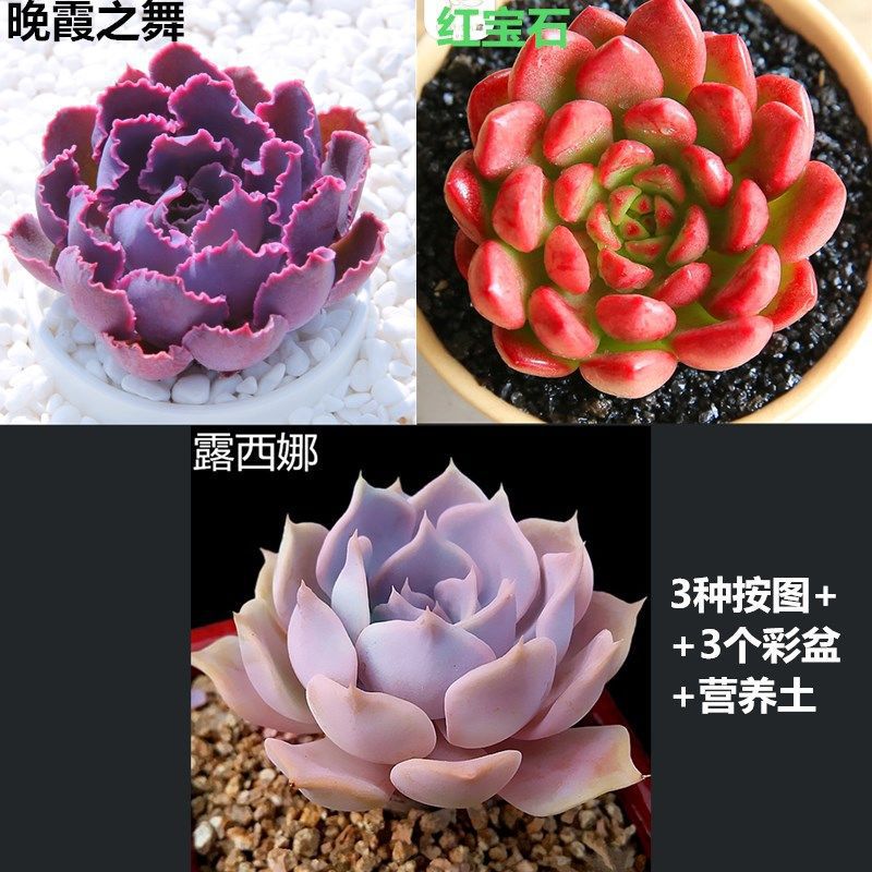 Sunset Dance + Ruby + Lucina에는 세면대가 필요합니다. 세면대를 포함하여 주문하세요.