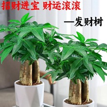 发财树盆栽花卉植物办公室内客厅绿植小盆景四季常青易活水培好养