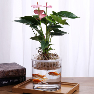 Simple Thickened Glass Straight Cylindrical Transparent Goldfish Tank Betta Tank Hydroponic Tulip Vase Office Desk Decoration D&