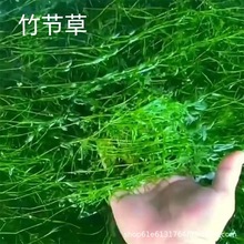 ����ӡ��С�񹝺��B������������ֲ���~���쾰����ˮ�|���ˮ��
