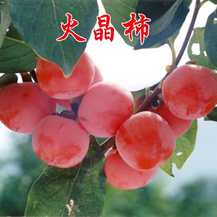�޽����Ә����Ϸ������Nֲ����������ļ��N�׻��Y��������