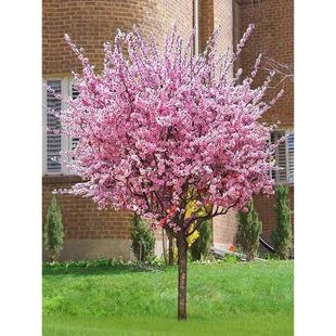 ����÷�����������̨ͥԺ�����L����m��ɫ÷�������ͺ�����ֲ��