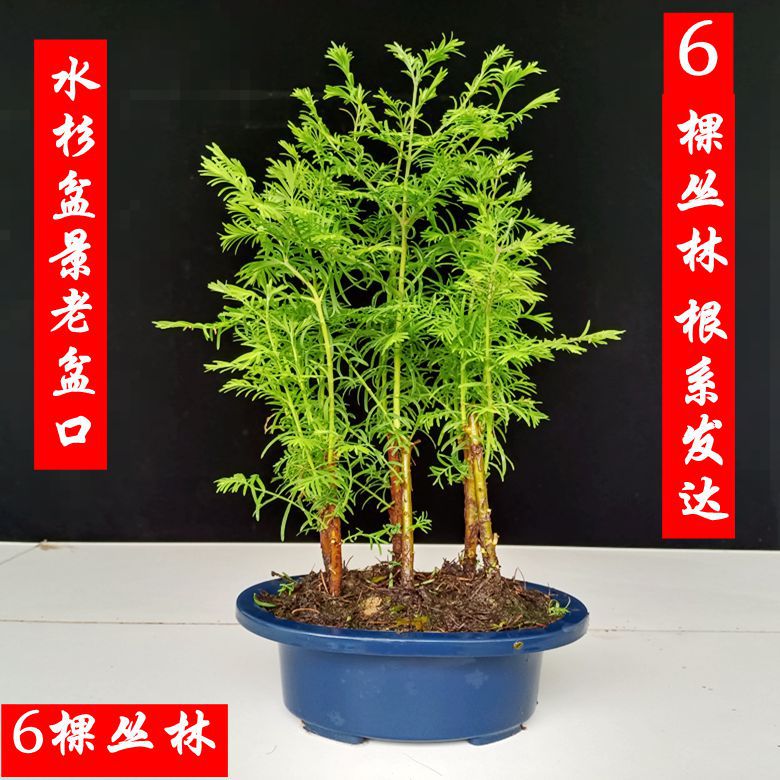 특별 가격 폭발 6 정글 메타 세쿼이아